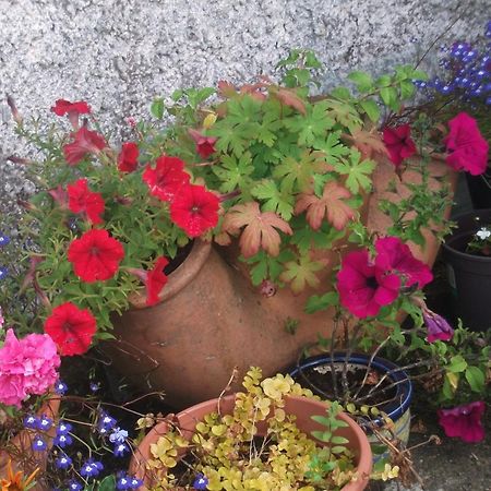 Fuchsia House Bed And Breakfast Connemara Renvyle Luaran gambar