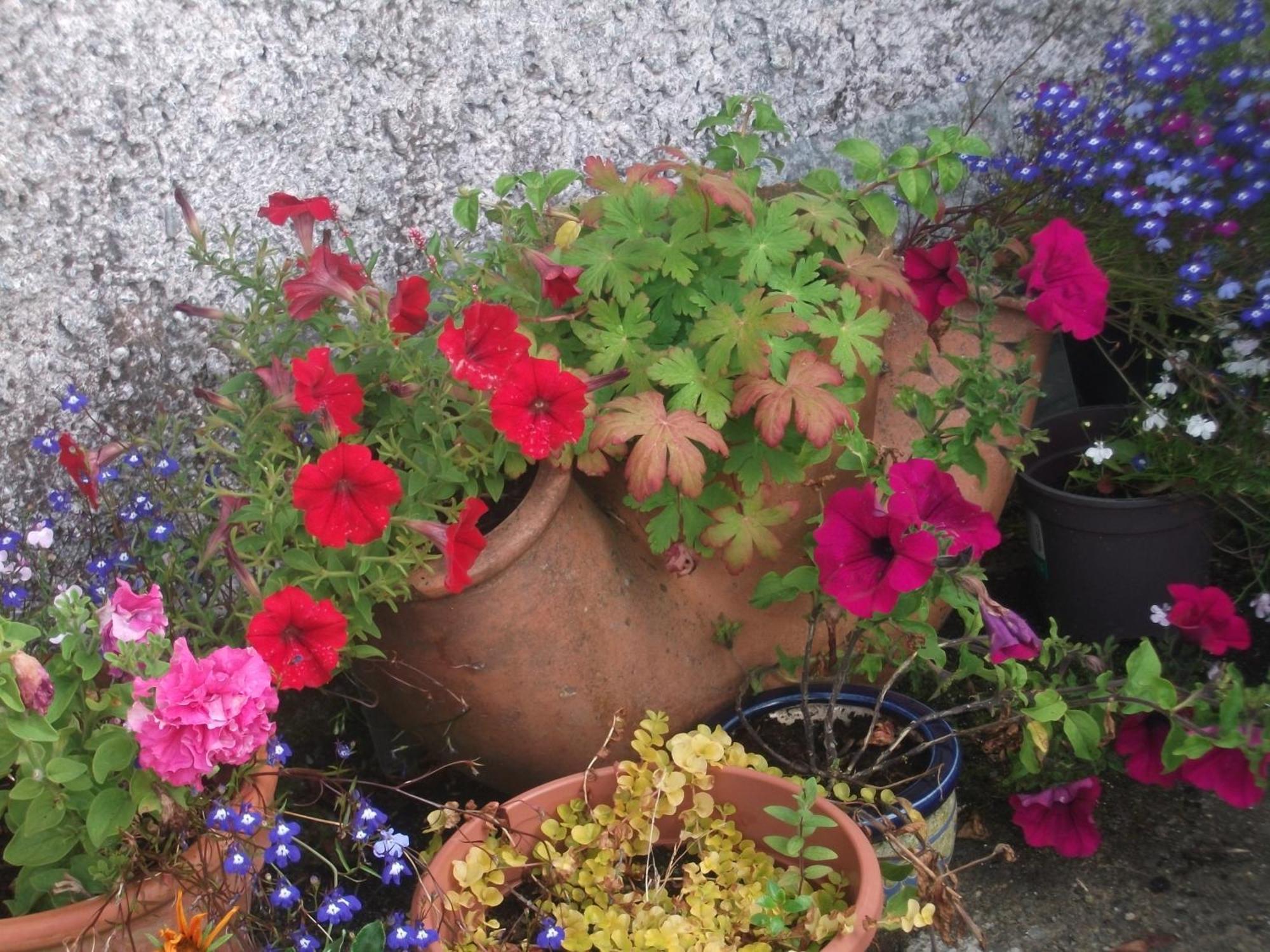 Fuchsia House Bed And Breakfast Connemara Renvyle Luaran gambar