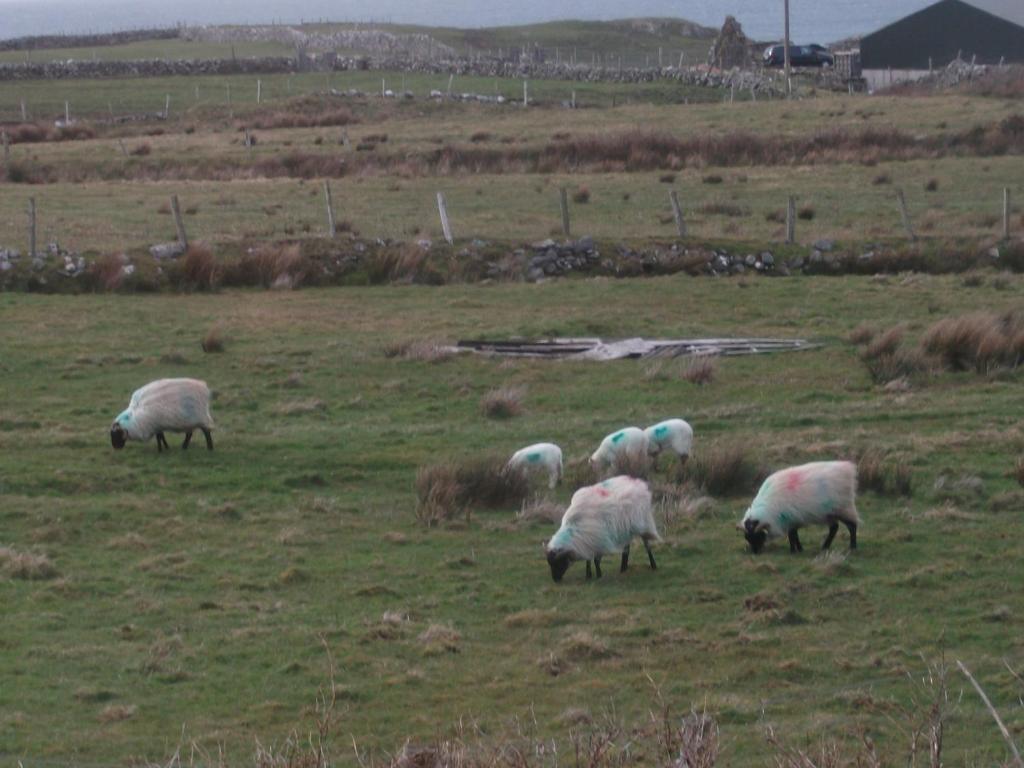 Fuchsia House Bed And Breakfast Connemara Renvyle Luaran gambar